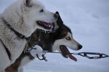 Chien traineau Menuires